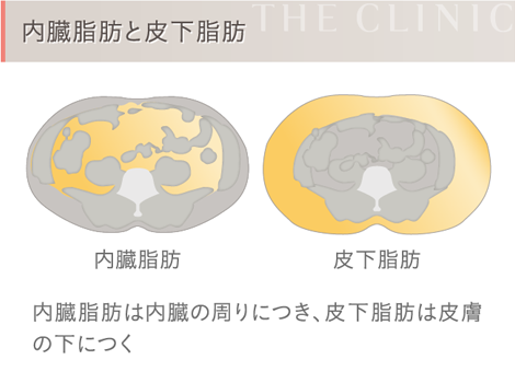 内臓脂肪と皮下脂肪の違い