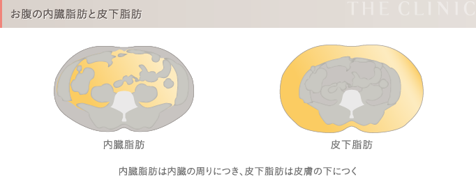 内臓脂肪と皮下脂肪の違い